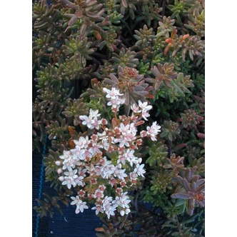 Sedum album 'Murale' - Varjúháj Sedum album 'Murale' - Varjúháj