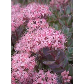 Sedum cauticola – Japán varjúháj Sedum cauticola – Japán varjúháj