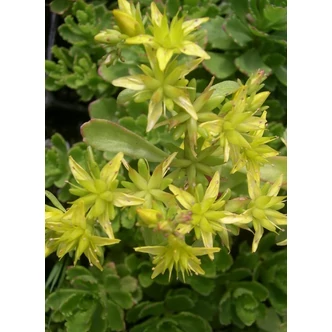 Sedum hybridum 'Immergrünchen' - Örökzöld varjúháj Sedum hybridum 'Immergrünchen' - Örökzöld varjúháj