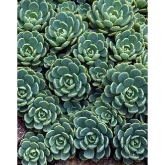 Sedum pachyclados – Varjúháj