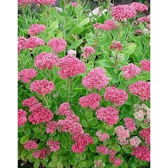 Sedum spectabile 'Brillant' - Pompás varjúháj Sedum spectabile 'Brillant' - Pompás varjúháj