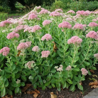 Sedum telephium – Hegyi varjúháj