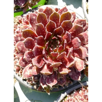 Sempervivum 'Cassiopea' – Kövirózsa