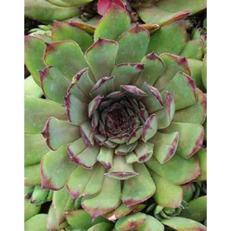 Sempervivum tectorum 'Noir' - Házi kövirózsa Sempervivum tectorum 'Noir' - Házi kövirózsa