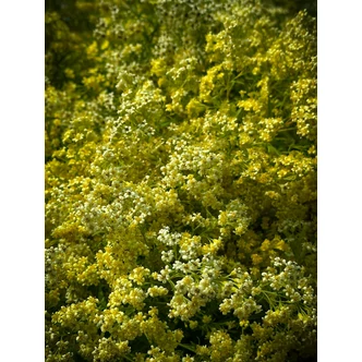 Solidaster luteus 'Lemore' - Vesszőrózsa Solidaster luteus 'Lemore' - Vesszőrózsa