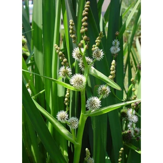 Sparganium erectum - Ágas békabuzogány