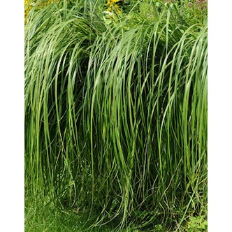 Spartina pectinata 'Aureomarginata' - Préri zsinegfű