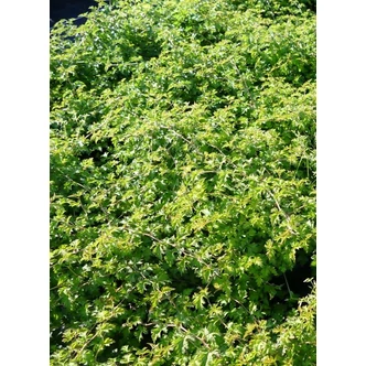 Stephanandra incisa 'Crispa' - Koreai koszorúvirág-cserje