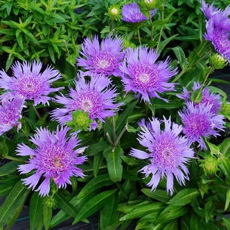 Stokesia 'Megamels'® – Olajbóbita