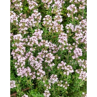 Thymus x faustinoi – Hibrid kakukkfű