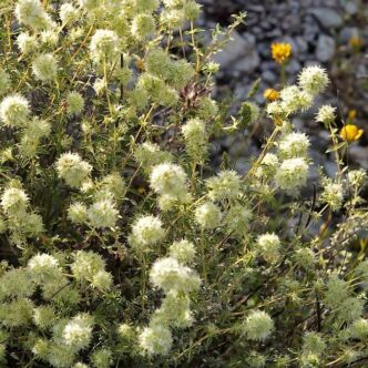 Thymus mastichina – Masztix kakukkfű (bio földben)