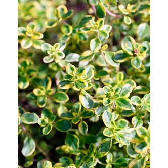Thymus vulgaris 'Aureus' – Aranylombú kakukkfű
