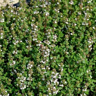 Thymus vulagris 'German Winter' – Kakukkfű Thymus vulagris 'German Winter' – Kakukkfű