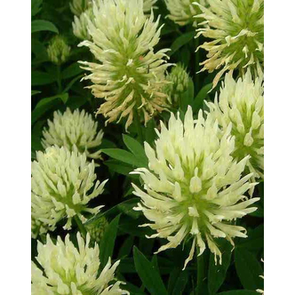 Trifolium ochroleucum – Vajszínű here
