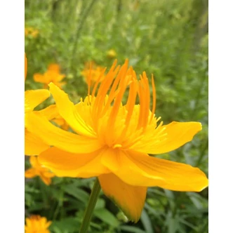 Trollius chinensis 'Golden Queen' - Kínai zergeboglár (narancsos-sárga)