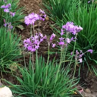Tulbaghia violacea – Fokföldi csillagvirág