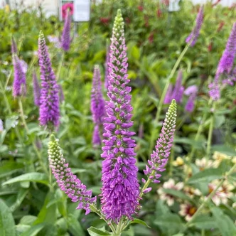 Veronica longifolia 'First Match'® – Hosszúlevelű veronika
