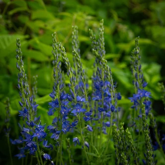 Veronica teucrium 'Azurit' - Gamandor veronika Veronica teucrium 'Azurit' - Gamandor veronika