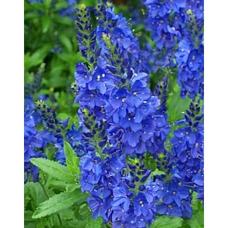 Veronica teucrium/austriaca 'Knallblau' - Gamandor veronika Veronica teucrium/austriaca 'Knallblau' - Gamandor veronika