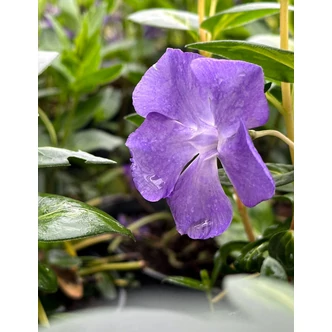 Vinca major 'Maculata' – Nagy meténg Vinca major 'Maculata' – Nagy meténg