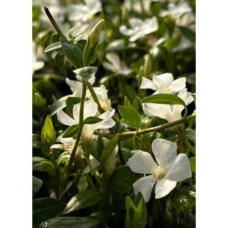 Vinca minor 'Alba' - Fehér virágú kis télizöld Vinca minor 'Alba' - Fehér virágú kis télizöld