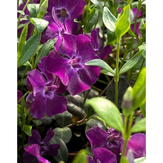 Vinca minor 'Atropurpurea' - Kis télizöld, kis meténg (bíbor) Vinca minor 'Atropurpurea' - Kis télizöld, kis meténg (bíbor)