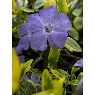 Vinca minor 'Aureovariegata' – Kis télizöld Vinca minor 'Aureovariegata' – Kis télizöld