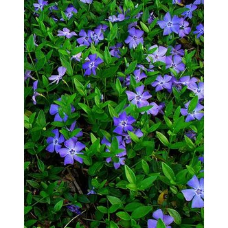 Vinca minor 'Flower Power' - Kis télizöld (halványkék) Vinca minor 'Flower Power' - Kis télizöld (halványkék)