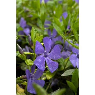 Vinca minor - Kis télizöld (kék) Vinca minor - Kis télizöld (kék)