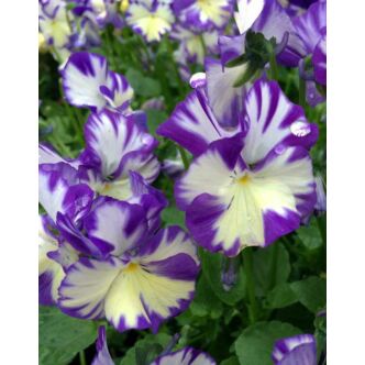 Viola hybrida 'Rebecca' – Kerti viola