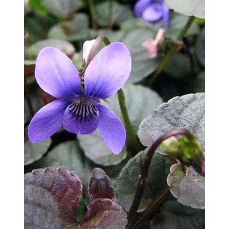 Viola labradorica – Labradori ibolya
