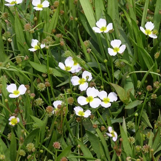 Baldelia ranunculoides – Bogláros kishídőr Baldelia ranunculoides – Bogláros kishídőr