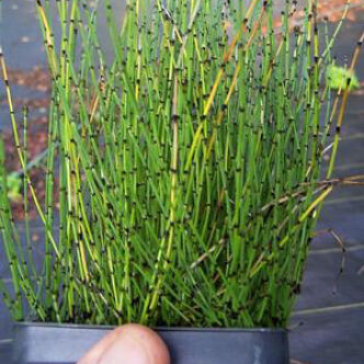 Equisitum scirpoides – Törpe zsúrló
