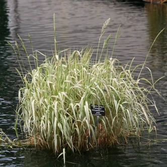 Glyceria maxima 'Variegata' – Tarka harmatkása Glyceria maxima 'Variegata' – Tarka harmatkása