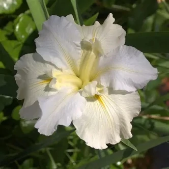 Iris louisiana 'White' – Nőszirom