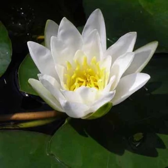 Nymphaea 'Albatros' – Fehér tavirózsa Nymphaea 'Albatros' – Fehér tavirózsa