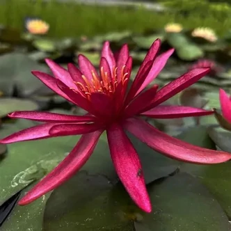 Nymphaea 'Hidden Violet' – Tavirózsa