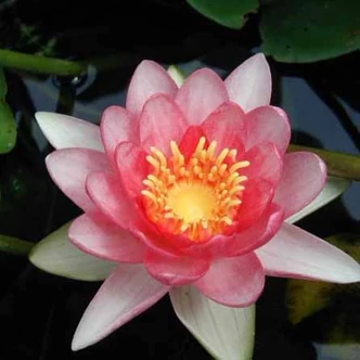 Nymphaea 'Marliacea Rosea' – Barackszínű tavirózsa Nymphaea 'Marliacea Rosea' – Barackszínű tavirózsa