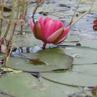 Nymphaea 'Perry Baby Red' – Piros tavirózsa Nymphaea 'Perry Baby Red' – Piros tavirózsa