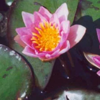 Nymphaea 'Pygmaea Red' – Piros tavirózsa