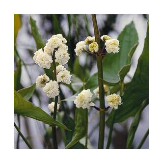 Sagittaria japonica – Széleslevelű nyílfű