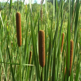 Typha angustifolia – Keskenylevelű gyékény Typha angustifolia – Keskenylevelű gyékény