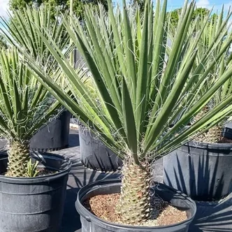 Yucca filifera (Western Desert Dreams) – Fonalas pálmaliliom