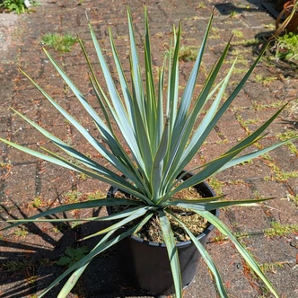 Yucca rostrata (Western Desert Dreams) – Pálmaliliom