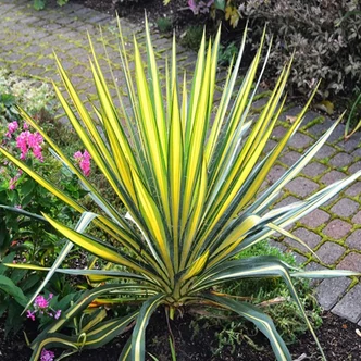 Yucca filamentosa 'Color Guard' – Csíkos levelű kerti pálmaliliom Yucca filamentosa 'Color Guard' – Csíkos levelű kerti pálmaliliom