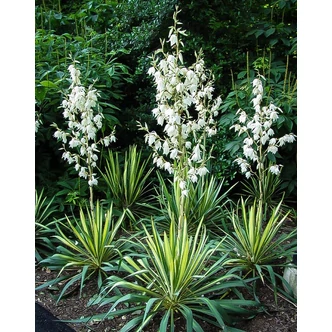 Yucca flaccida 'Golden Sword' – Pálmaliliom Yucca flaccida 'Golden Sword' – Pálmaliliom