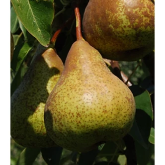 'Bosc Kobak' körte - Extra méretű koros körte
