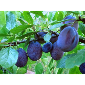 'Stanley' (syn.: 'Santa Clara') szilvafa - Extra méretű koros