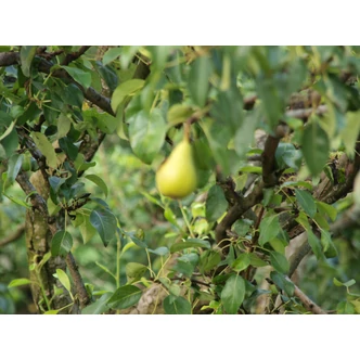 'Vilmos' körte - Extra méretű koros körte