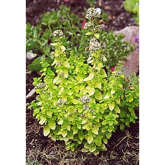 Origanum vulgare 'Thumble's Variety' - Arany oregánó